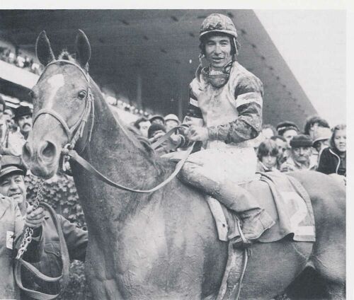 Affirmed after the Jockey Club Gold Cup