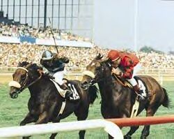 1981 Arlington Million