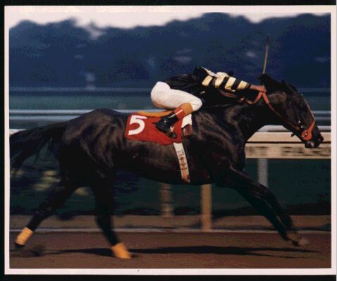 Seattle Slew