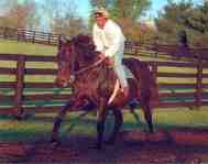 Slew gallops at Three Chimney's