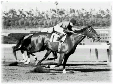 Tim Tam's dam Two Lea wins the Hollywood Gold Cup