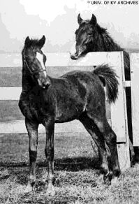 a young Man o' War